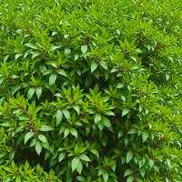 Prunus laurocerasus