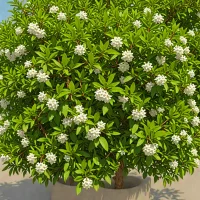 Prunus lusitanica