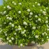 Prunus lusitanica