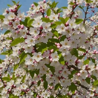 Prunus glandulosa