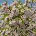 Prunus glandulosa