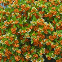 Pyracantha rogersiana