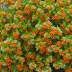 Pyracantha rogersiana