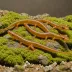 Paddle-tail Newt