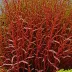 Prionitis lanceolata