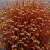 Ptilota gunneri