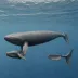Pygmy Right Whale