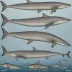 Perrin's Beaked Whale