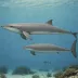 Pygmy Beaked Whale
