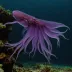 Purple-back Flying Squid (Sthenoteuthis pteropus)