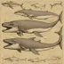 Protocetus atavus