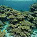 Palau Barrier Reef