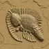 Paradoxides gracilis
