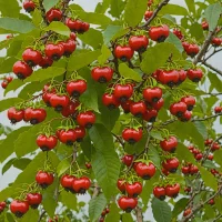 Pitanga / Surinam Cherry (Eugenia uniflora)