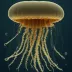 Paraphyllina ransoni