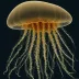 Paraphyllina intermedia