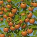 Persimmon (Diospyros virginiana)