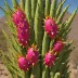 Pitaya / Dragonfruit (Stenocereus thurberi)
