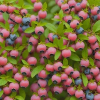 Pink Lemonade Blueberry (Vaccinium hybrid)