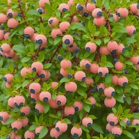 Peach Sorbet Blueberry (Vaccinium hybrid)