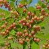 Pixwell Gooseberry (Ribes uva-crispa cultivar)