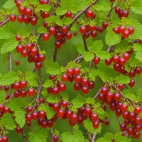 Poorman Gooseberry (Ribes uva-crispa cultivar)