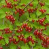 Poorman Gooseberry (Ribes uva-crispa cultivar)