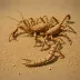 Parabuthus kalaharicus