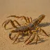 Parabuthus stridulus