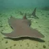 Pacific angelshark