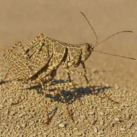 Pointed-winged Grasshopper (Atractomorpha acutipennis)