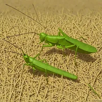 Paddy Grasshopper (Hieroglyphus banian)