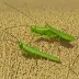 Paddy Grasshopper (Hieroglyphus banian)
