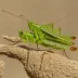 Peruvian Locust (Schistocerca interrita)