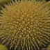 Pseudechinus magellanicus