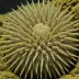 Prionocidaris baculosa