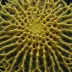 Phormosoma placenta