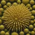 Phormosoma bursarium