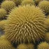 Protenaster australis