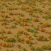 Puget Trough Oak Savanna