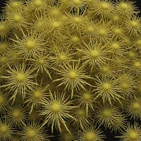 Plesiodiadema indicum