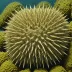 Paleopneustes cristatus
