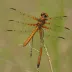 Painted Skimmer