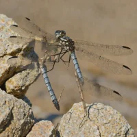 Pale-faced Clubskimmer