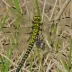 Plains Clubtail