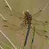 Prince Baskettail