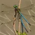 Paddle-tailed Darner