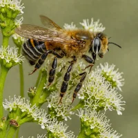 Pacific Leafcutter Bee (Megachile chomeliae)
