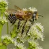 Pacific Leafcutter Bee (Megachile chomeliae)