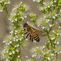 Pallid Centris Bee (Centris caesalpiniae)